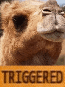 верблюд Triggered GIF