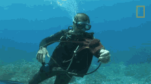 playful diver