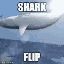 Shark Flip GIF - Shark Flip GIFs
