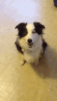 Roll Rollover GIF - Roll Rollover Dogs GIFs