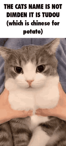Dimden Tudou GIF - Dimden Tudou Cat GIFs