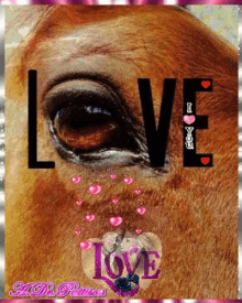 Horse Love GIF