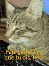 Charly Chat GIF - Charly Chat Cat GIFs