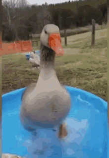 Duck Happy GIF