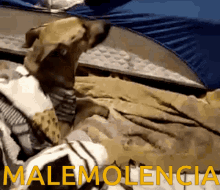Malemoncia Dog GIF - Malemoncia Dog Move GIFs