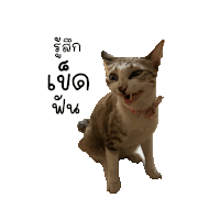 a cat making a funny face with a sticker that says ' a ' on it
