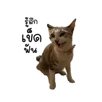 a cat making a funny face with a sticker that says ' a ' on it