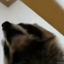 Raccoon Raccoons GIF - Raccoon Raccoons Raccoon Memes GIFs