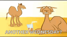 a cartoon of two camels drinking from a glass with the words `` another wednesday ? ''