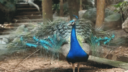 paw Beauty-peacock