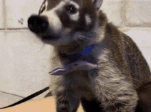 Coati Coatimundi GIF - Coati Coatimundi Raccoon GIFs