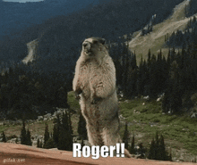 Roger Marmota GIF - Roger Marmota Marmot GIFs