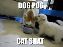 Dog Smile Dog Pog GIF - Dog Smile Dog Pog Cat Shat GIFs