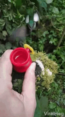 Feed Hand Feed GIF - Feed Hand Feed Sword Billed Hummingbird GIFs