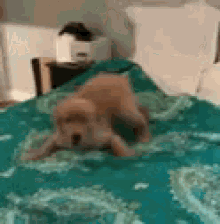 Puppy Excited GIF - Puppy Excited GIFs
