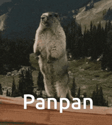 a squirrel standing on its hind legs with the word panpan written on the bottom