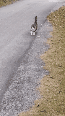 Poczuty Nice Cat GIF - Poczuty Nice Cat Kot GIFs