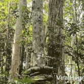 Slithering Up The Tree Reticulated Python GIF