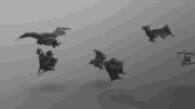 Bats Bats In Flight GIF - Bats Bats In Flight Flying Bats GIFs