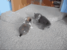Kitten Bullies Puppy GIF - Kitten Cat Puppy GIFs