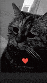 Sad Cat Saddest Cat GIF - Sad Cat Saddest Cat Lonely GIFs