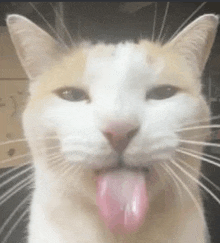 Cat Tounge GIF - Cat Tounge Cat GIFs