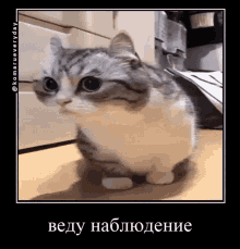 Komaru Cat GIF - Komaru Cat Observation GIFs
