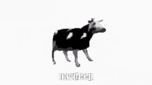 Navdeep Cow GIF - Navdeep Cow Dancing GIFs