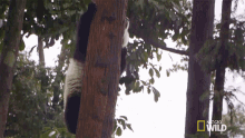 Tree Climbing Nat Geo Wild GIF - Tree Climbing Nat Geo Wild National Panda Day GIFs