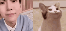 Doyoung Cat Pop Cat GIF - Doyoung Cat Doyoung Pop Cat GIFs