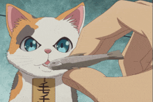 a cat with blue eyes is being fed a fish by someone