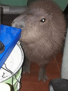 Robloxcapybarared GIF - Robloxcapybarared GIFs