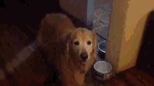 Can'T Teach An Old Dog New Tricks My Ass GIF - Dog Lights Trick GIFs