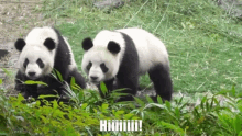 hi panda