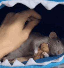 Good Goodnight GIF - Good Goodnight Rat GIFs
