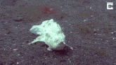 a frogfish is swimming in the water near the bottom of the ocean .