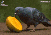 a pigeon with a blue eye is eating a mango slice