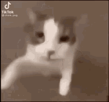 Cat Kiss Swaz GIF - Cat Kiss Swaz Wiod To Swaz GIFs