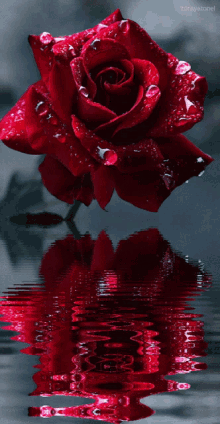 rosa roja flower rose reflection