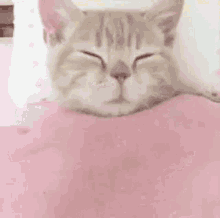 Kitty Dyphobic GIF - Kitty Dyphobic Sleep GIFs