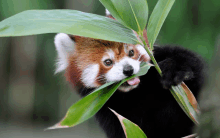 Red Panda Cute Animal GIF - Red Panda Cute Animal Panda GIFs