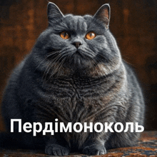 a gray cat with orange eyes sits in front of a sign that says ' perdimonokol '