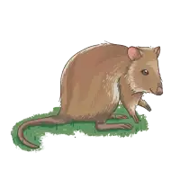 a cartoon drawing of a brown rat on a grassy field
