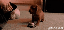 Dogs Ring Bell For Service GIF - Dogs Ring Bell For Service GIFs
