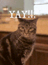 a cat with the word yay written on it