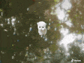 a small white dog is floating in the water with bubbles and a tiktok logo