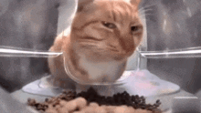 Cat Stare Cat Judging You GIF - Cat Stare Cat Judging You Gato Juzgandote GIFs