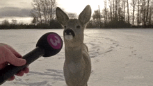 a person is holding a microphone in front of a deer with the number 3 on it 's nose .