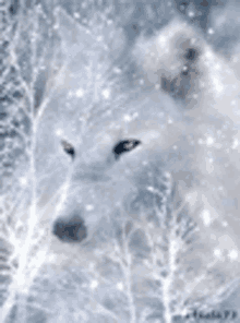 Winter Wolf GIF - Winter Wolf GIFs
