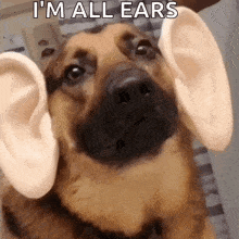 a close up of a dog 's ears with the words `` i 'm all ears '' written on the bottom .